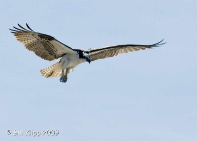 Osprey, Isla Rasa  1