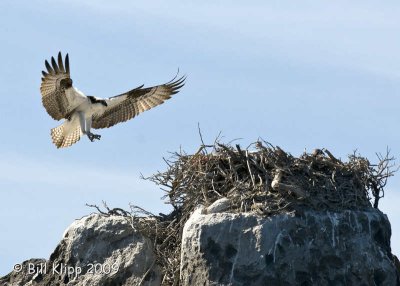 Osprey, Isla Rasa  2