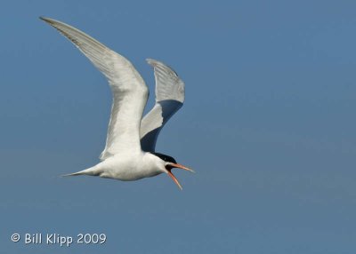 Royal Tern, Isla Rasa  5