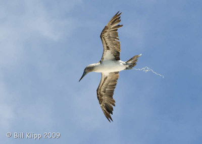 Heads Up !!!!     Blue Footed Booby, Los Islotes