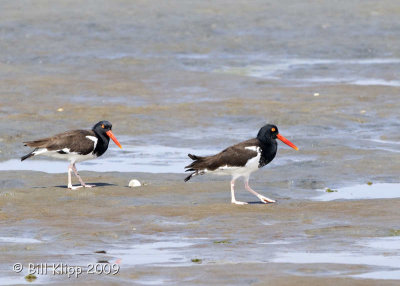 Oyster Catchers, Magdalena Bay