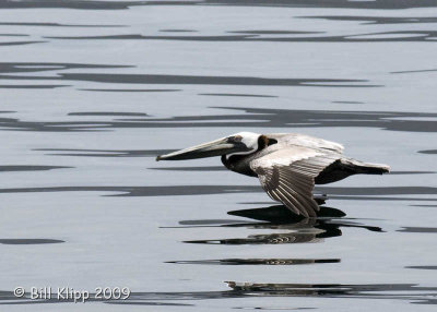 Pelican Coasting 4