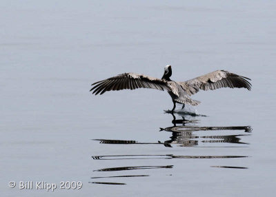 Pelican landing 9