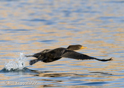 Cormorant taking off, Punta San Telmo