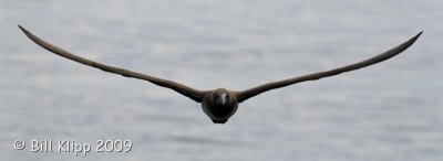 Brown Booby, San Pedro Martir 1