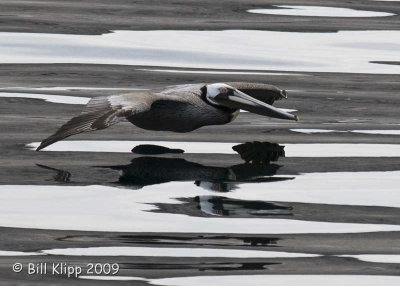 Pelican Coasting, San Pedro Martir 3