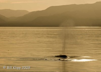 Fin Whale,  5