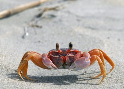 Ghost Crab, Sand Dollar Beach, 1