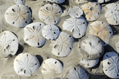 Sand Dollar Beach 2