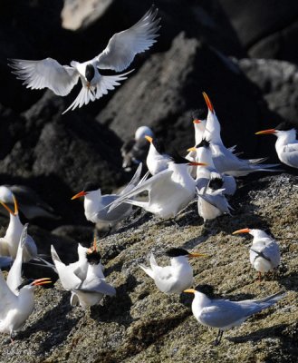 Royal Terns, Isla Rasa 2