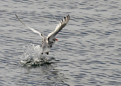 Tropic Bird Takeoff