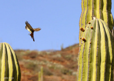 Fly Catcher 2