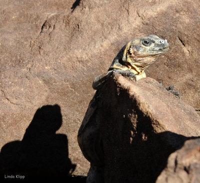 Pinto Chuckwalla 1