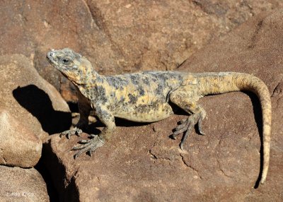 Pinto Chuckwalla 2