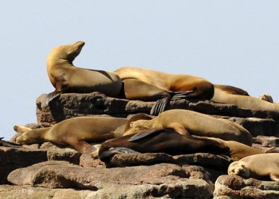 California Sea Lions, Los Islotes 1