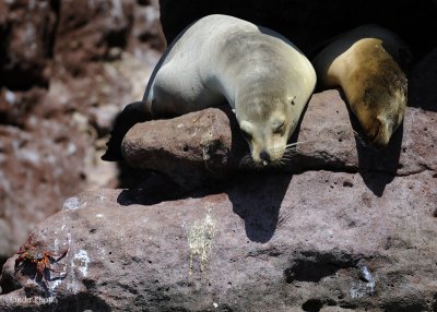 California Sea Lions, Los Islotes 3