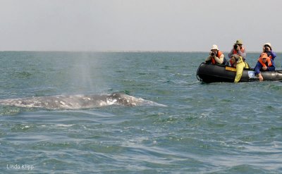 Grey Whale, San Ignacio Lagoon 1