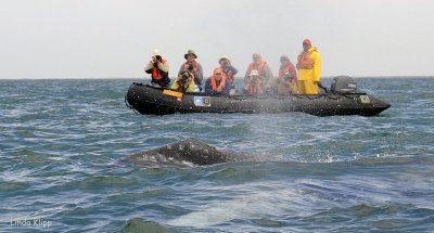 Grey Whale, San Ignacio Lagoon 2