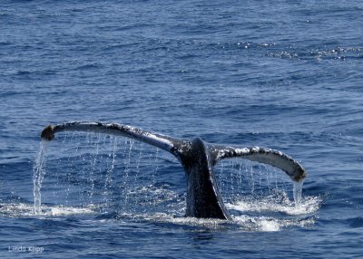 Humpback Whale Fluke 2