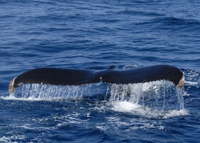 Humpback Whale Fluke 1