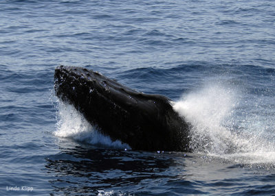 Humback Whale, Cabo San Lucas