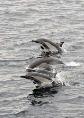 Long Beaked Common Dolphins 2