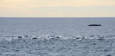 Long Beaked Common Dolphins 3