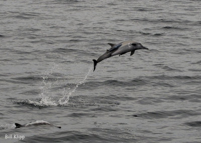 Long Beaked Common Dolphin 1