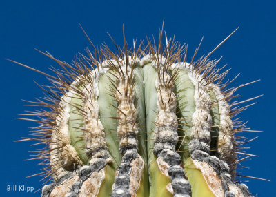 Cactus 11