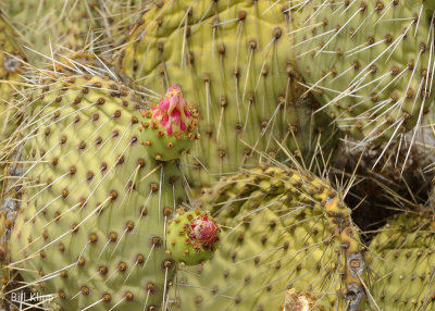 Nopal Cactus Flowers 2