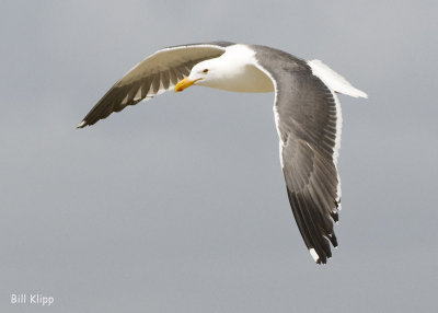 Yellow Footed Gull 5
