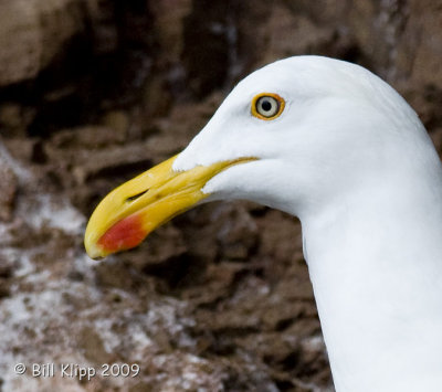 Yellow Footed Gull, Isla San Iidefonso 1