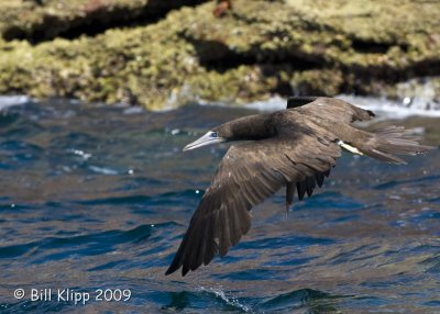 Brown Booby, Los Islotes