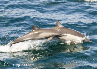 Long Beaked Common Dolphins  3