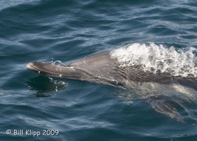 Long Beaked Common Dolphin 4