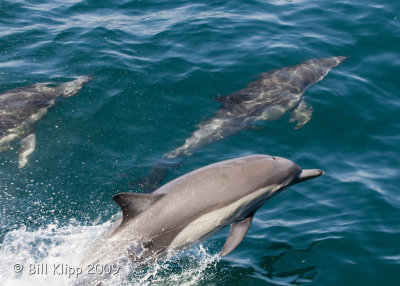 Long Beaked Common Dolphins  5