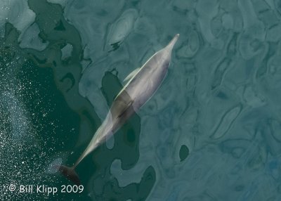 Long Beaked Common Dolphin 6