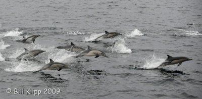 Long Beaked Common Dolphins  7