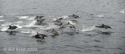 Long Beaked Common Dolphins  8