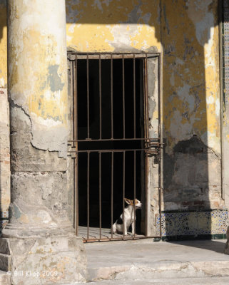 Keeping Watch,  Havana Cuba  1