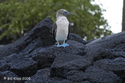 Blue Footed Booby 5