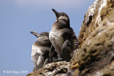 Peguin Duo