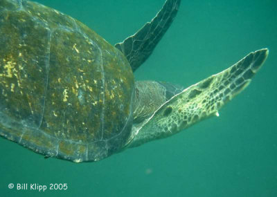 Sea Turtle 2