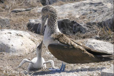 Boobie and chick