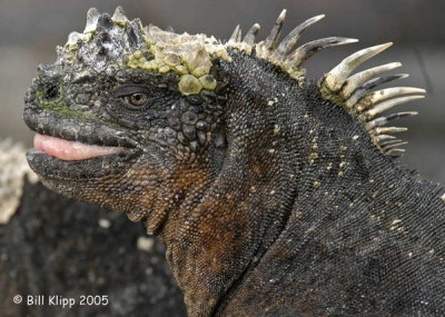 Marine Iguana 3