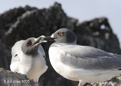 Two Gulls  Mating Dance