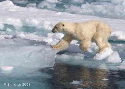 Polar Bear, Svalbard 2