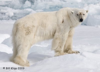 Polar Bear, Svalbard 4