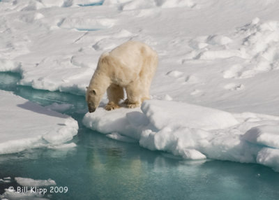 Polar Bear, Svalbard 6
