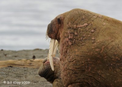 Walrus, Svalbard 4